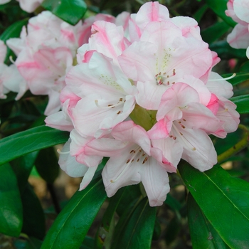 Rhododendron 'Yaku Queen' 