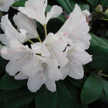 Rhododendron 'Yaku Princess' 