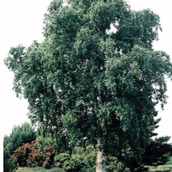 Betula pendula