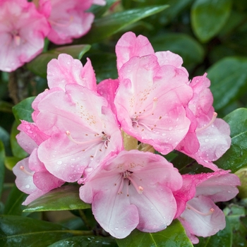 Rhododendron 'Yaku Duchess'