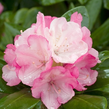 Rhododendron 'Yaku Duchess' 