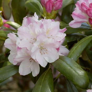 Rhododendron 'Yaku Angel'