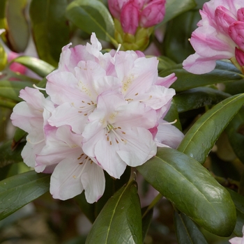 Rhododendron 'Yaku Angel' 