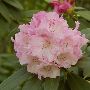 Rhododendron yakushimanum 'Solidarity' 