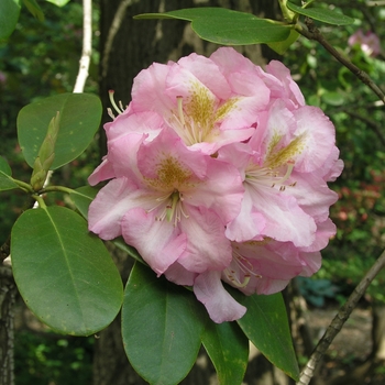 Rhododendron Dexter hybrid 'Scintillation'