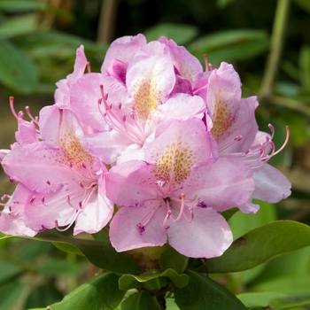 Rhododendron catawbiense 'Roseum Superbum' 