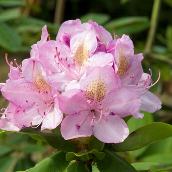 Rhododendron catawbiense 'Roseum Superbum'