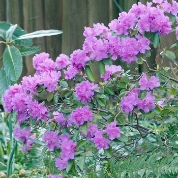 Rhododendron 'P.J.M. Regal'