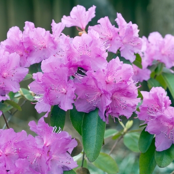 Rhododendron 'P.J.M. Regal' 