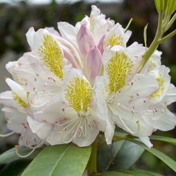 Rhododendron catawbiense 'Lodestar'