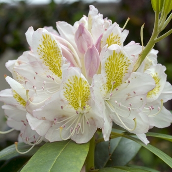 Rhododendron catawbiense 'Lodestar' 