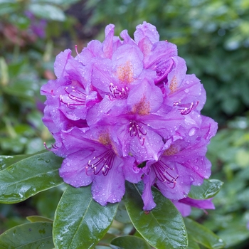 Rhododendron 'Lee's Dark Purple' 