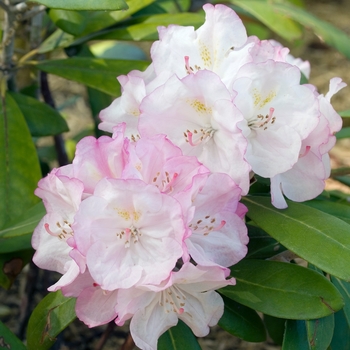 Rhododendron yakushimanum 'Ken Janeck' 