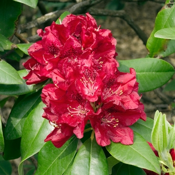 Rhododendron 'Henry's Red' 
