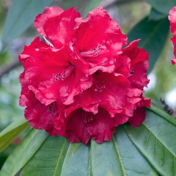 Rhododendron 'Grace Seabrook' 