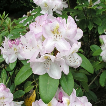 Rhododendron 'Gomer Waterer'