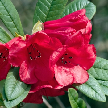 Rhododendron 'Elizabeth'