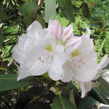 Rhododendron catawbiense 'Album' 