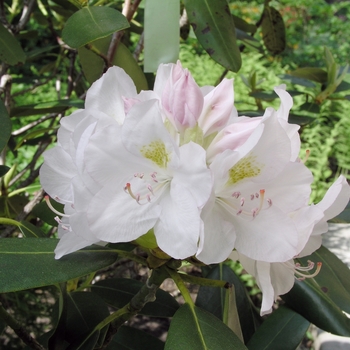 Rhododendron catawbiense 'Album'