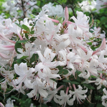 Rhododendron atlanticum