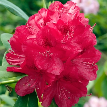 Rhododendron catawbiense 'America' 