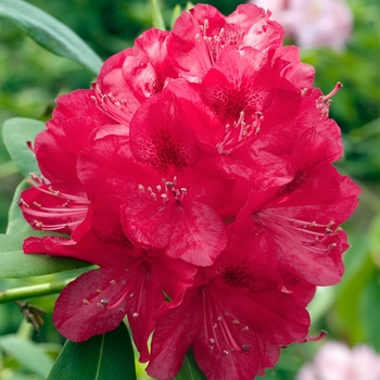 Rhododendron catawbiense 'America'