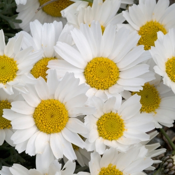 Rhodanthemum hosmariense 