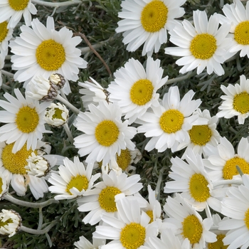 Rhodanthemum hosmariense