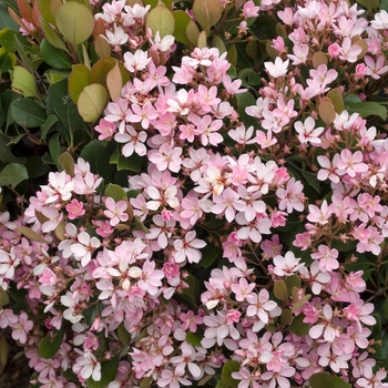 Rhaphiolepis indica 'Pink Lady' 