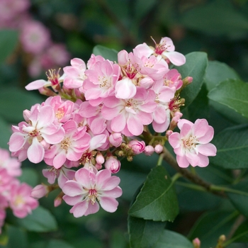 Rhaphiolepis indica 'Moness' 