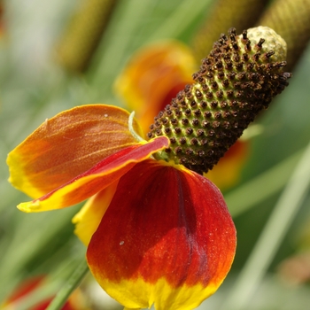 Ratibida columnifera 