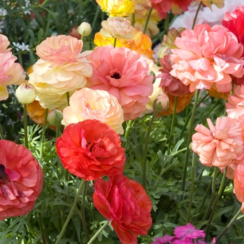 Ranunculus 'Victoria Mix' 