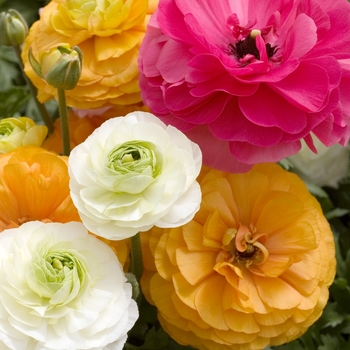 Ranunculus 'Multiple Varieties'