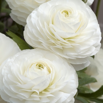 Ranunculus asiaticus 'Bloomingdale White' (020028)