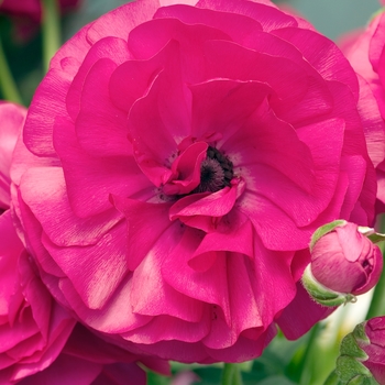 Ranunculus asiaticus 'Bloomingdale Rose' (020029)