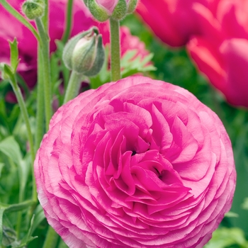 Ranunculus asiaticus 'Bloomingdale Pink'