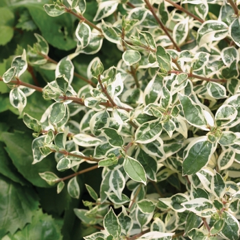 Abelia x grandiflora 'Silver Anniversary™'