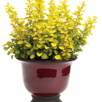 Berberis thunbergii 'Sunjoy Gold Pillar®'