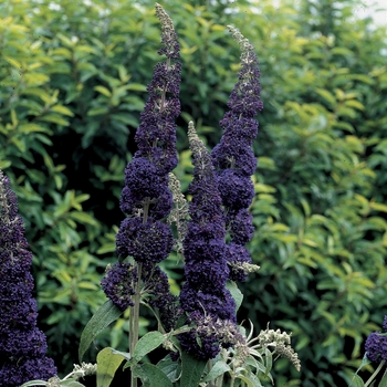 Buddleia davidii English Butterfly™ 'Adonis Blue™'