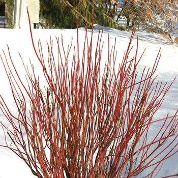 Cornus stolonifera 'Farrow' PP18523