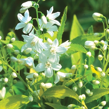 Deutzia gracilis 'Chardonnay Pearls®'