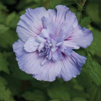 Hibiscus syriacus 'Notwoodthree' PP20,574