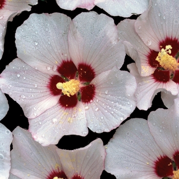 Hibiscus syriacus 'Blush Satin®'