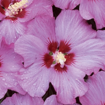 Hibiscus syriacus 'Minrosa' 