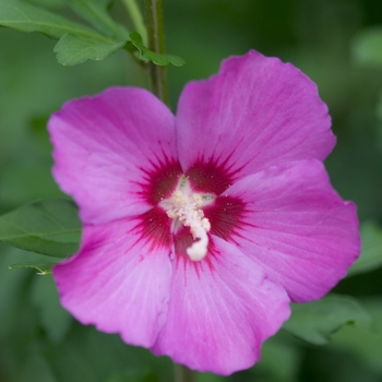 Hibiscus syriacus 'Floru' PP12196