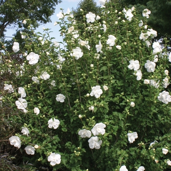 Hibiscus syriacus 'Notwoodtwo' PP12,612