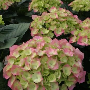 Hydrangea macrophylla 'Berlin Rabe' PP 10,912