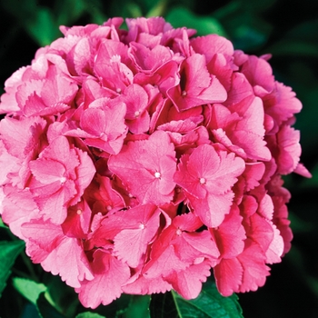 Hydrangea macrophylla 'Venice Raven' PP 10,928