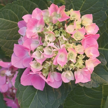 Hydrangea macrophylla Cityline® 'Vienna'