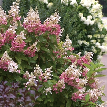 Hydrangea paniculata 'DVP Pinky' PP16166, Can 2889